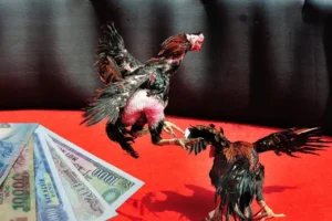 Cách Chơi Đá Gà Sabong Tại Iwin Club Chi Tiết Cho Người Mới